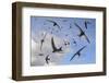 Common swifts (Apus apus) flying overhead, Wiltshire, UK, June.  Digital composite image.-Nick Upton-Framed Photographic Print