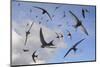 Common swifts (Apus apus) flying overhead, Wiltshire, UK, June.  Digital composite image.-Nick Upton-Mounted Photographic Print