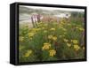 Common Tansy in Flower, Sweden-Staffan Widstrand-Framed Stretched Canvas