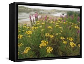 Common Tansy in Flower, Sweden-Staffan Widstrand-Framed Stretched Canvas