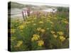 Common Tansy in Flower, Sweden-Staffan Widstrand-Stretched Canvas
