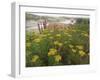 Common Tansy in Flower, Sweden-Staffan Widstrand-Framed Photographic Print
