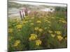 Common Tansy in Flower, Sweden-Staffan Widstrand-Mounted Photographic Print