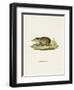 Common Tenrec-null-Framed Giclee Print