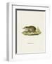 Common Tenrec-null-Framed Giclee Print