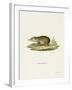 Common Tenrec-null-Framed Giclee Print