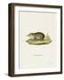 Common Tenrec-null-Framed Giclee Print