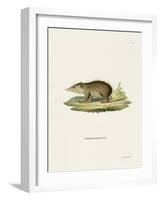 Common Tenrec-null-Framed Giclee Print