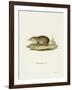 Common Tenrec-null-Framed Giclee Print