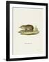 Common Tenrec-null-Framed Giclee Print