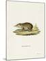 Common Tenrec-null-Mounted Giclee Print