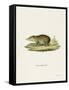 Common Tenrec-null-Framed Stretched Canvas