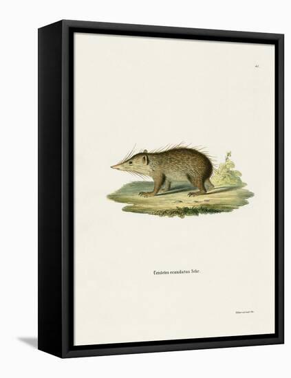 Common Tenrec-null-Framed Stretched Canvas