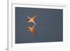 Common tern catching a mayfly, Uppland, Sweden-Staffan Widstrand-Framed Photographic Print