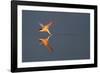 Common tern catching a mayfly, Uppland, Sweden-Staffan Widstrand-Framed Photographic Print