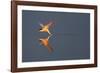 Common tern catching a mayfly, Uppland, Sweden-Staffan Widstrand-Framed Photographic Print