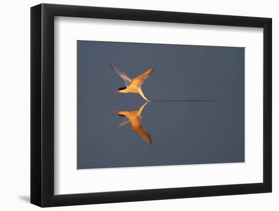 Common tern catching a mayfly, Uppland, Sweden-Staffan Widstrand-Framed Photographic Print