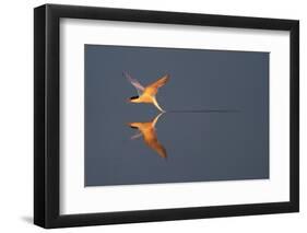 Common tern catching a mayfly, Uppland, Sweden-Staffan Widstrand-Framed Photographic Print