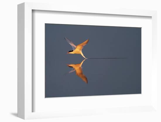 Common tern catching a mayfly, Uppland, Sweden-Staffan Widstrand-Framed Photographic Print