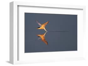 Common tern catching a mayfly, Uppland, Sweden-Staffan Widstrand-Framed Photographic Print