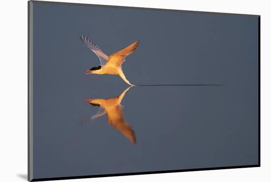 Common tern catching a mayfly, Uppland, Sweden-Staffan Widstrand-Mounted Photographic Print