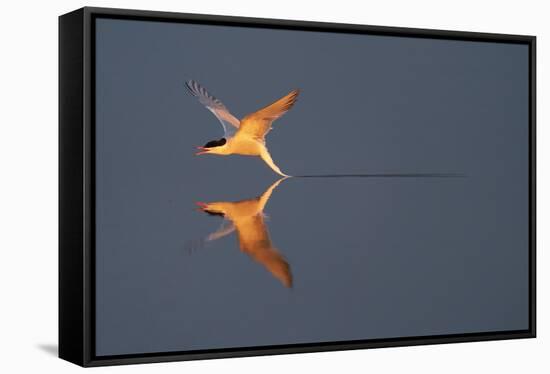 Common tern catching a mayfly, Uppland, Sweden-Staffan Widstrand-Framed Stretched Canvas