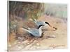 Common Tern, Illustration from 'Wildfowl and Waders'-Frank Southgate-Stretched Canvas