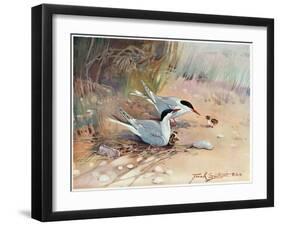 Common Tern, Illustration from 'Wildfowl and Waders'-Frank Southgate-Framed Giclee Print