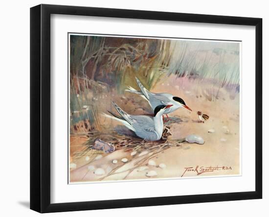 Common Tern, Illustration from 'Wildfowl and Waders'-Frank Southgate-Framed Giclee Print