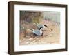 Common Tern, Illustration from 'Wildfowl and Waders'-Frank Southgate-Framed Giclee Print