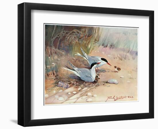 Common Tern, Illustration from 'Wildfowl and Waders'-Frank Southgate-Framed Giclee Print