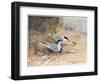 Common Tern, Illustration from 'Wildfowl and Waders'-Frank Southgate-Framed Giclee Print