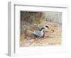 Common Tern, Illustration from 'Wildfowl and Waders'-Frank Southgate-Framed Giclee Print