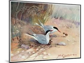 Common Tern, Illustration from 'Wildfowl and Waders'-Frank Southgate-Mounted Giclee Print