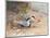 Common Tern, Illustration from 'Wildfowl and Waders'-Frank Southgate-Mounted Giclee Print