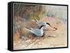 Common Tern, Illustration from 'Wildfowl and Waders'-Frank Southgate-Framed Stretched Canvas