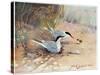 Common Tern, Illustration from 'Wildfowl and Waders'-Frank Southgate-Stretched Canvas