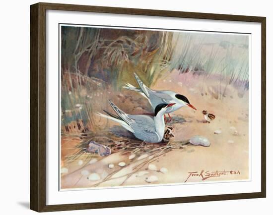 Common Tern, Illustration from 'Wildfowl and Waders'-Frank Southgate-Framed Giclee Print