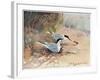 Common Tern, Illustration from 'Wildfowl and Waders'-Frank Southgate-Framed Giclee Print