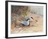 Common Tern, Illustration from 'Wildfowl and Waders'-Frank Southgate-Framed Giclee Print