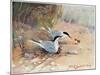 Common Tern, Illustration from 'Wildfowl and Waders'-Frank Southgate-Mounted Giclee Print