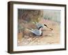 Common Tern, Illustration from 'Wildfowl and Waders'-Frank Southgate-Framed Premium Giclee Print