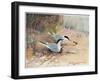 Common Tern, Illustration from 'Wildfowl and Waders'-Frank Southgate-Framed Premium Giclee Print