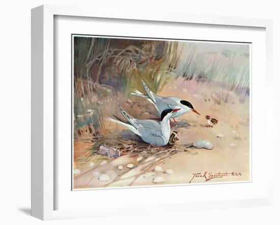 Common Tern, Illustration from 'Wildfowl and Waders'-Frank Southgate-Framed Premium Giclee Print