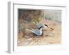 Common Tern, Illustration from 'Wildfowl and Waders'-Frank Southgate-Framed Premium Giclee Print