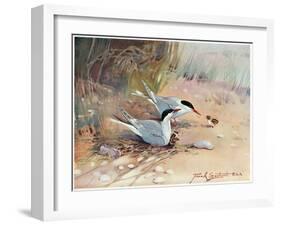 Common Tern, Illustration from 'Wildfowl and Waders'-Frank Southgate-Framed Premium Giclee Print