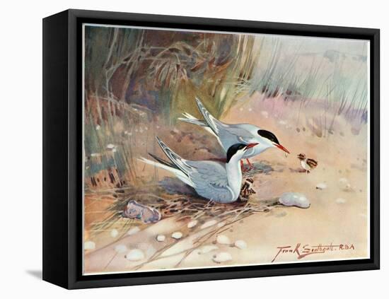 Common Tern, Illustration from 'Wildfowl and Waders'-Frank Southgate-Framed Stretched Canvas