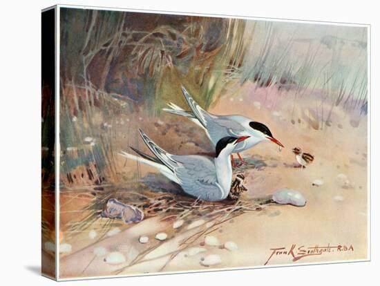 Common Tern, Illustration from 'Wildfowl and Waders'-Frank Southgate-Stretched Canvas