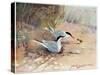 Common Tern, Illustration from 'Wildfowl and Waders'-Frank Southgate-Stretched Canvas