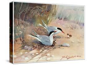 Common Tern, Illustration from 'Wildfowl and Waders'-Frank Southgate-Stretched Canvas